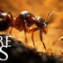 【硬核评测】Empire of the Ants v1.02.19732：颠覆认知的昆虫文明崛起实录！